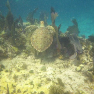 Scuba diving in key largo, florida